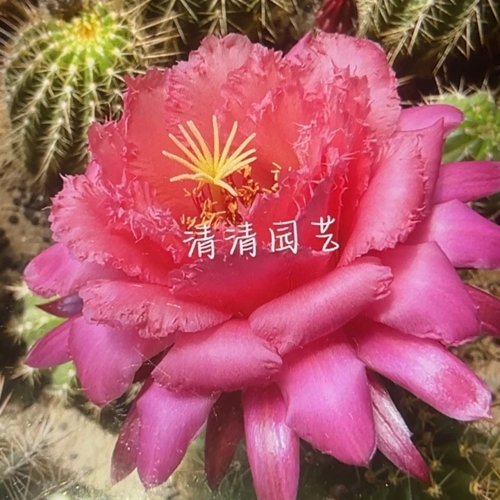 清清江山如画根瑕疵黑点