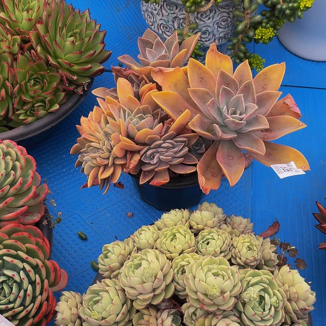 九**莉6038太妃糖缀化