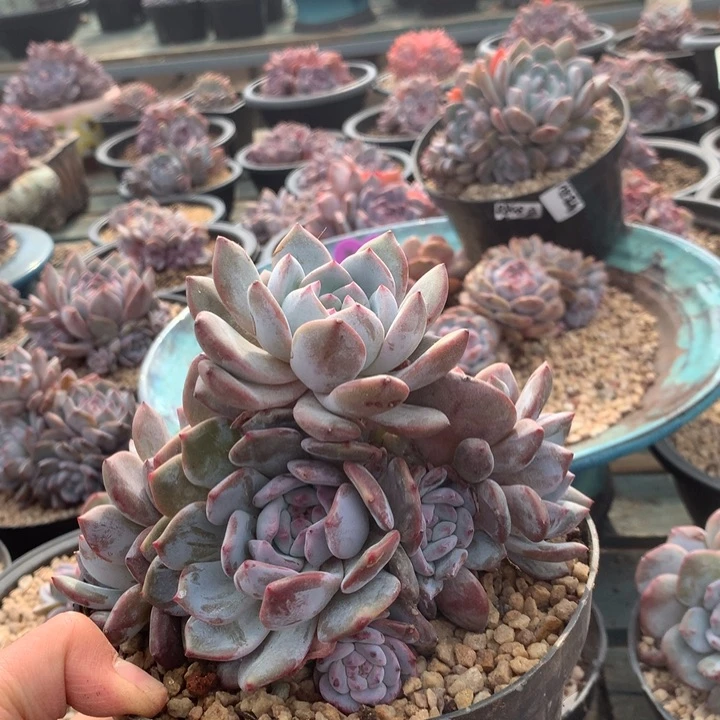 随便吧花花花花花花花