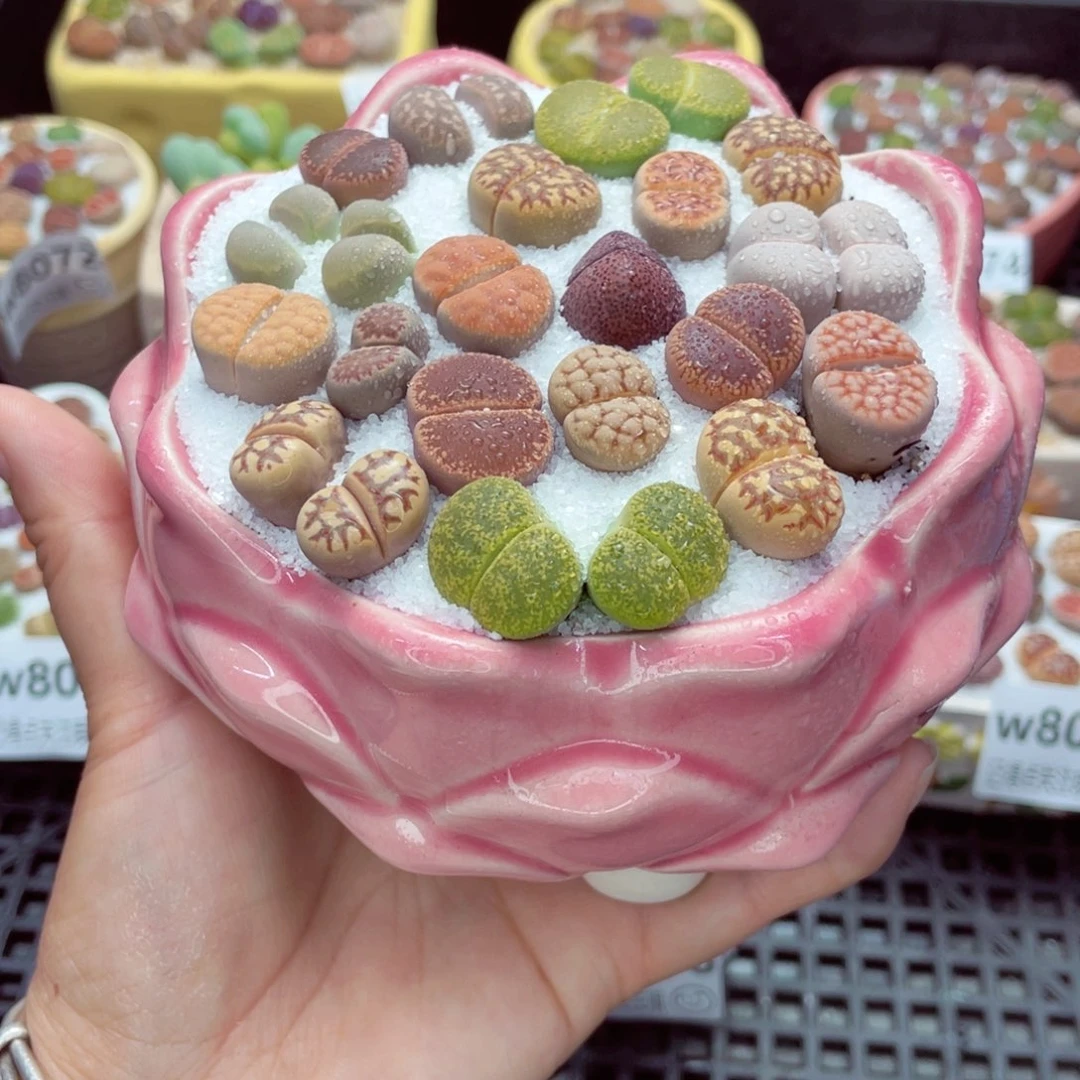 w8090 带盆土发货一物一拍