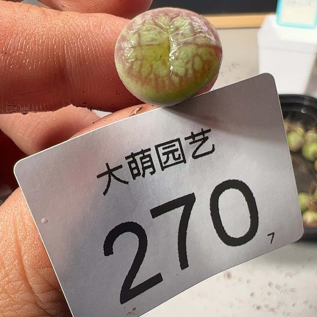 0000270 一物一拍……