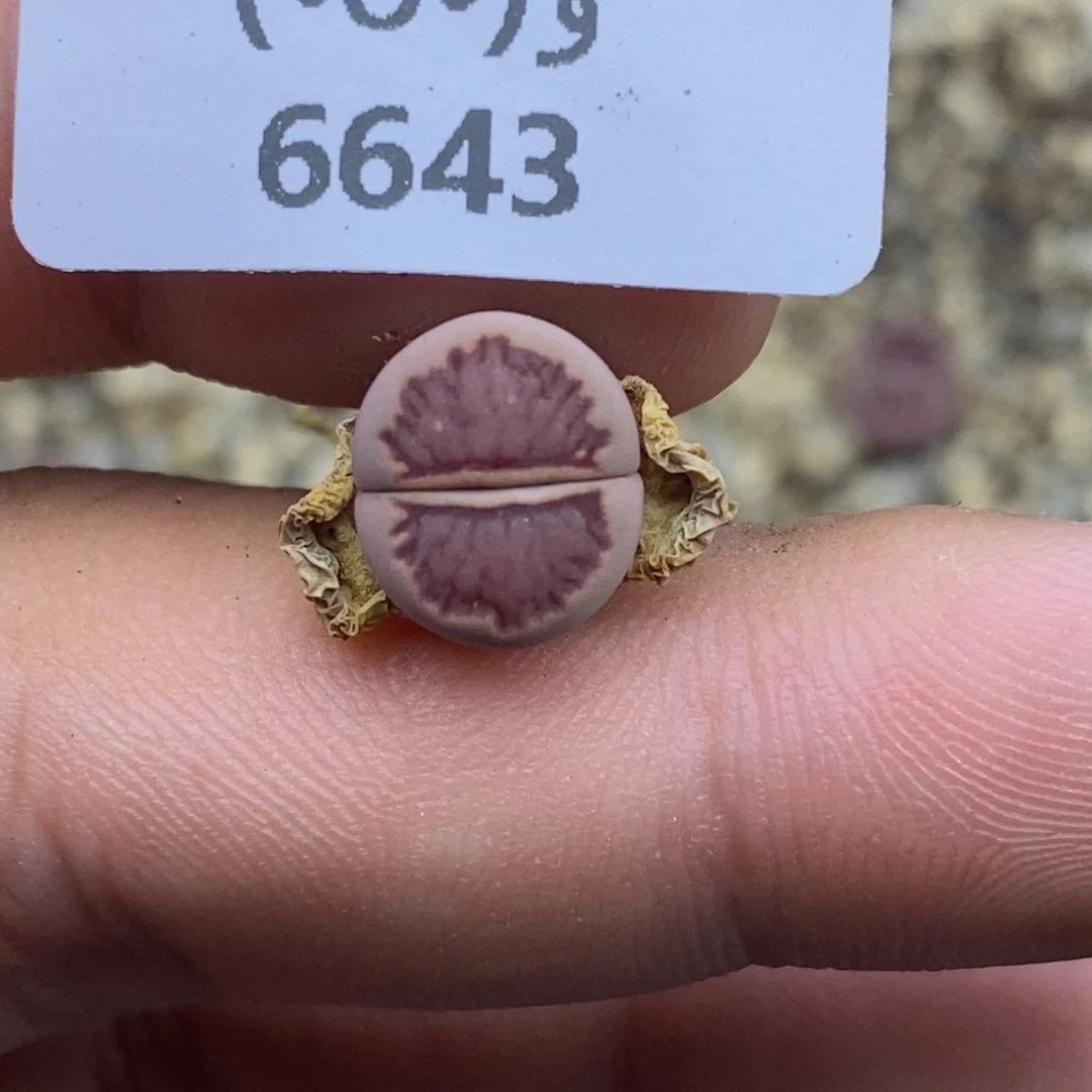 天***到6643。18包邮.当天凑哦。新疆西藏88包邮