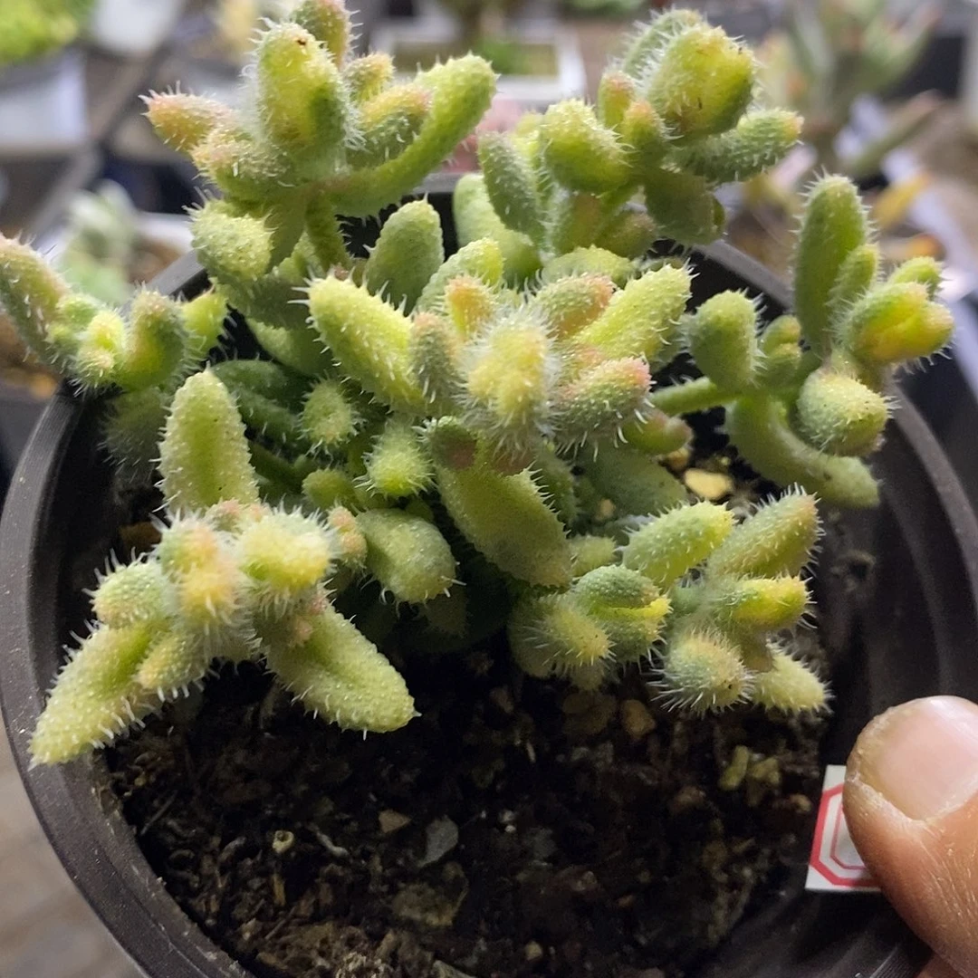 0568雷神锦多肉植物