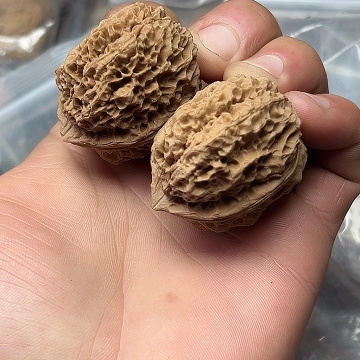 核桃69号九龙蟾43尺
