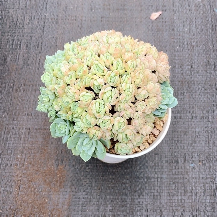 奶油贝瑞綴14带香味