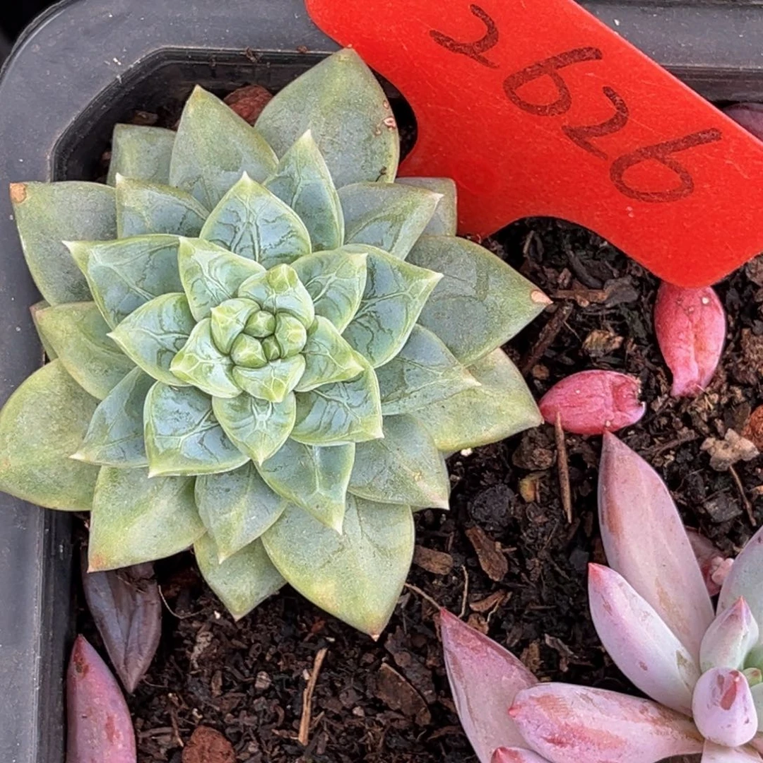 2626号上午多肉植物群生