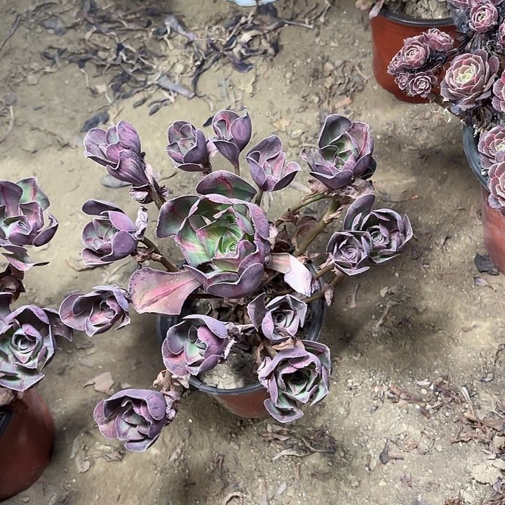 煮***雨多肉植物清花瓷中斑27