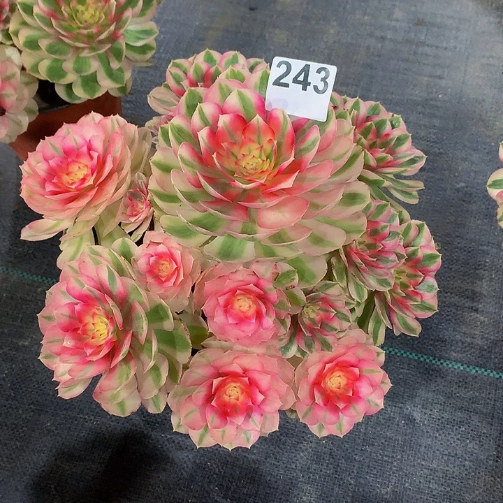 @****多肉法师倾城24300