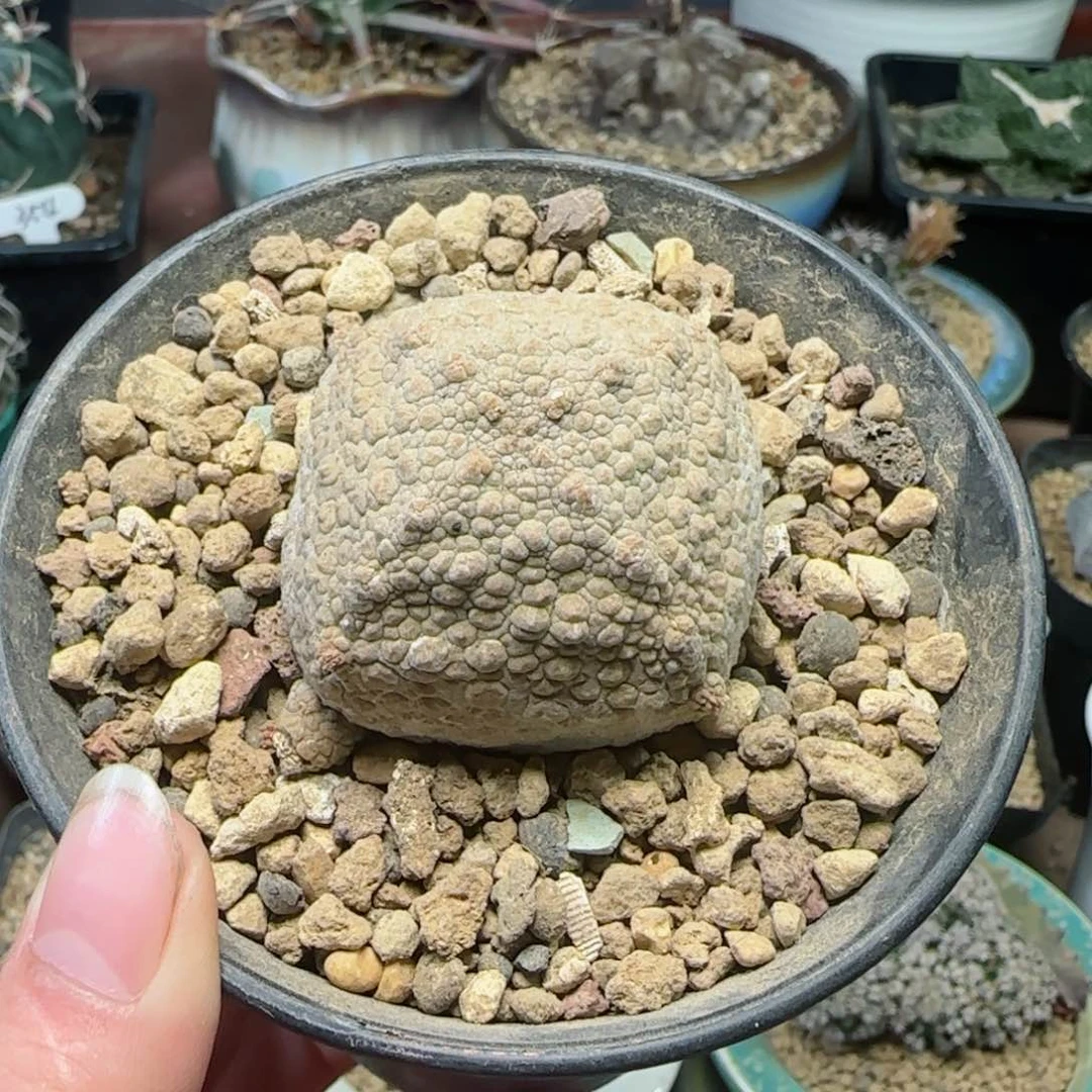 张*…34实生凝蹄玉多肉带盆