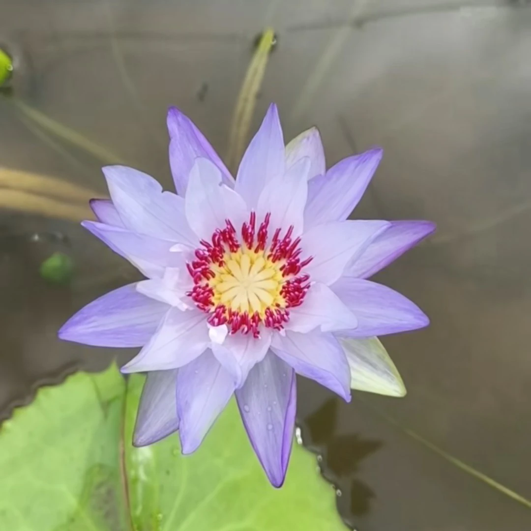 星芒紫色红蕊小型澳洲睡莲小清新型清香植物好养护带花苞种苗