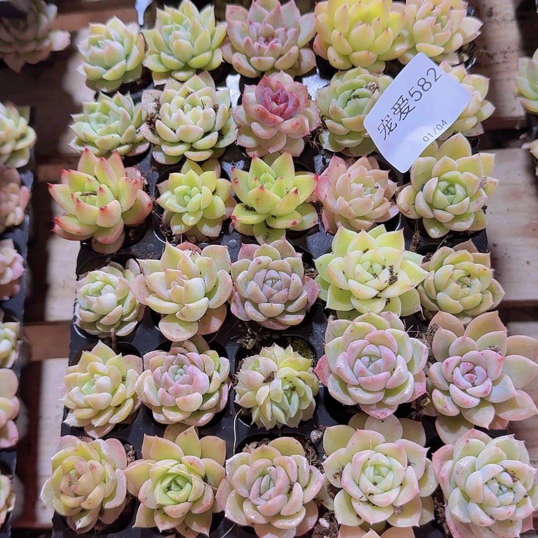 直播福利一物一拍582