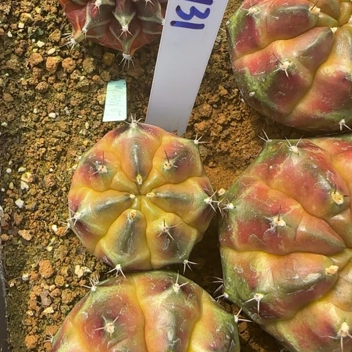 131-0118泰国发货皮球多肉