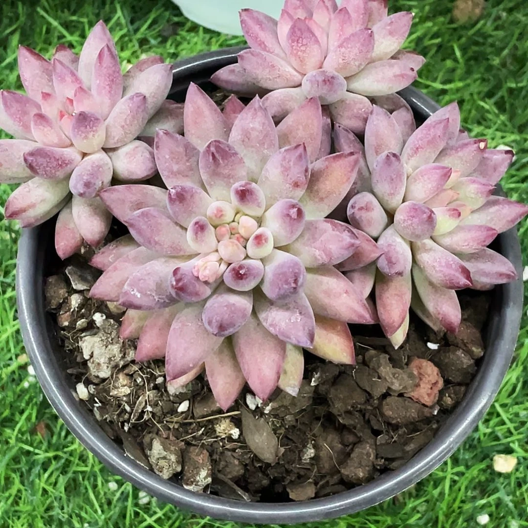整桩无砍四头金虞姬一颗