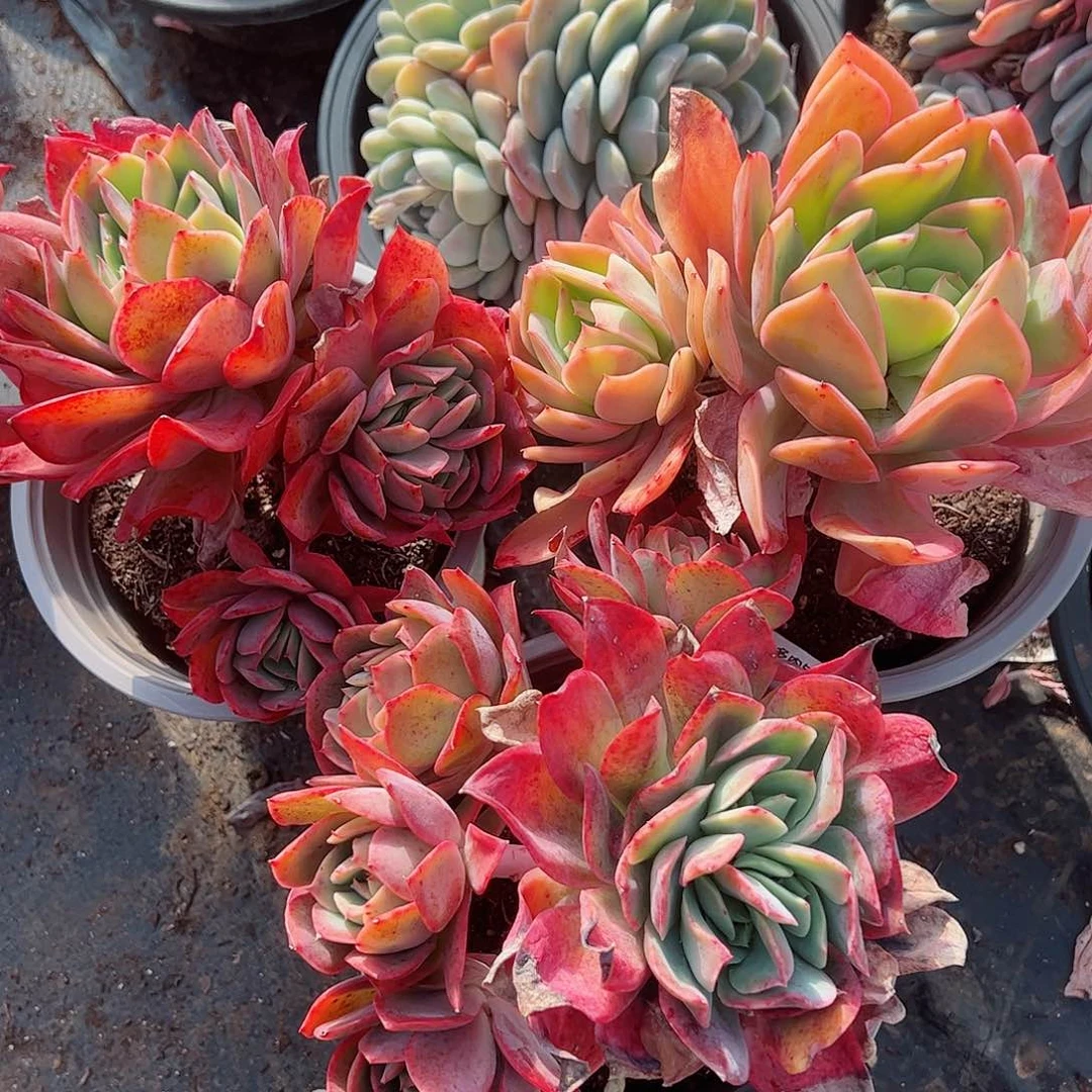 绮罗仙子单头起三盆