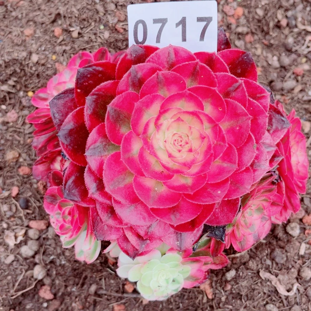 荔枝特价多肉发货发货