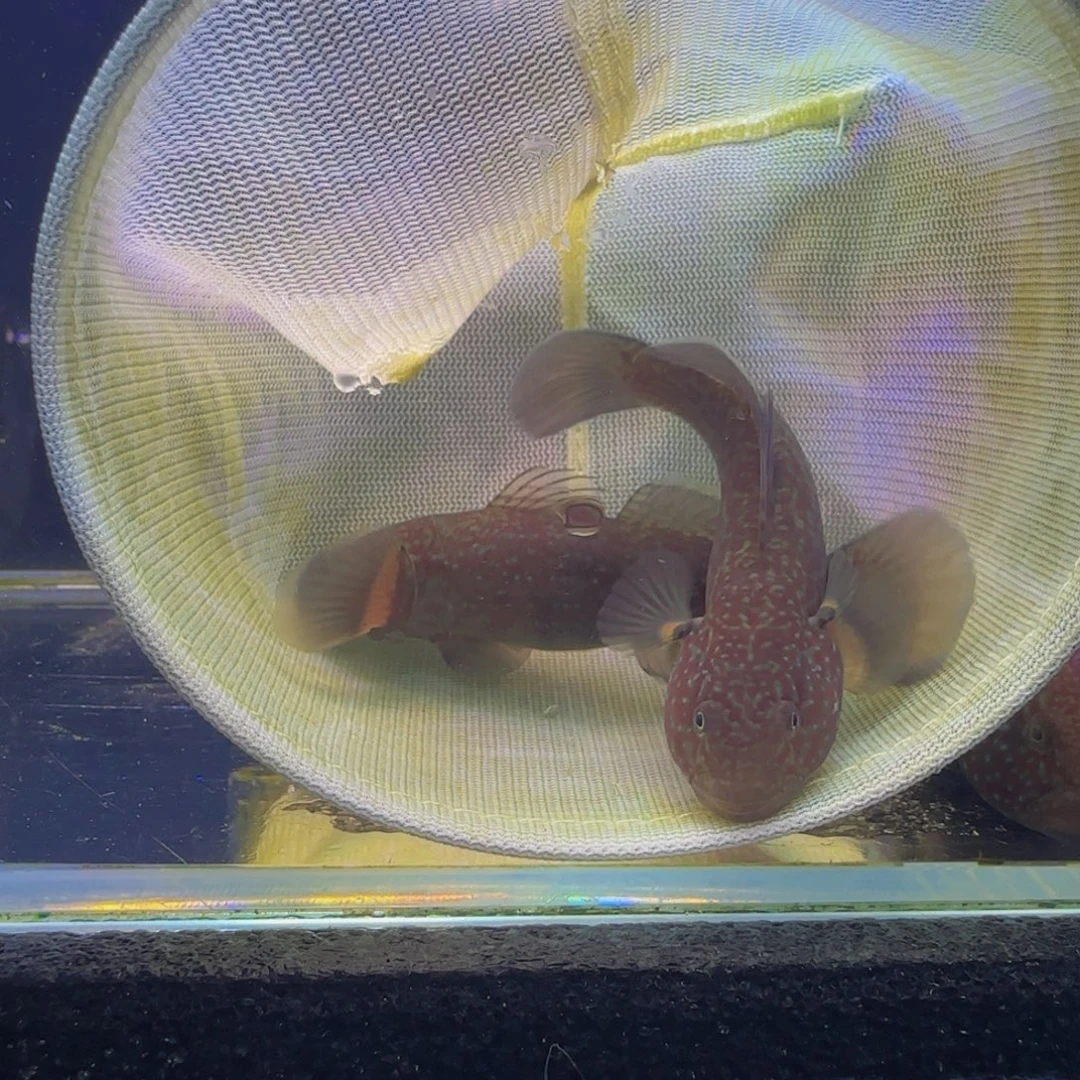 蓝口孵鱼短棘稿7-8一对