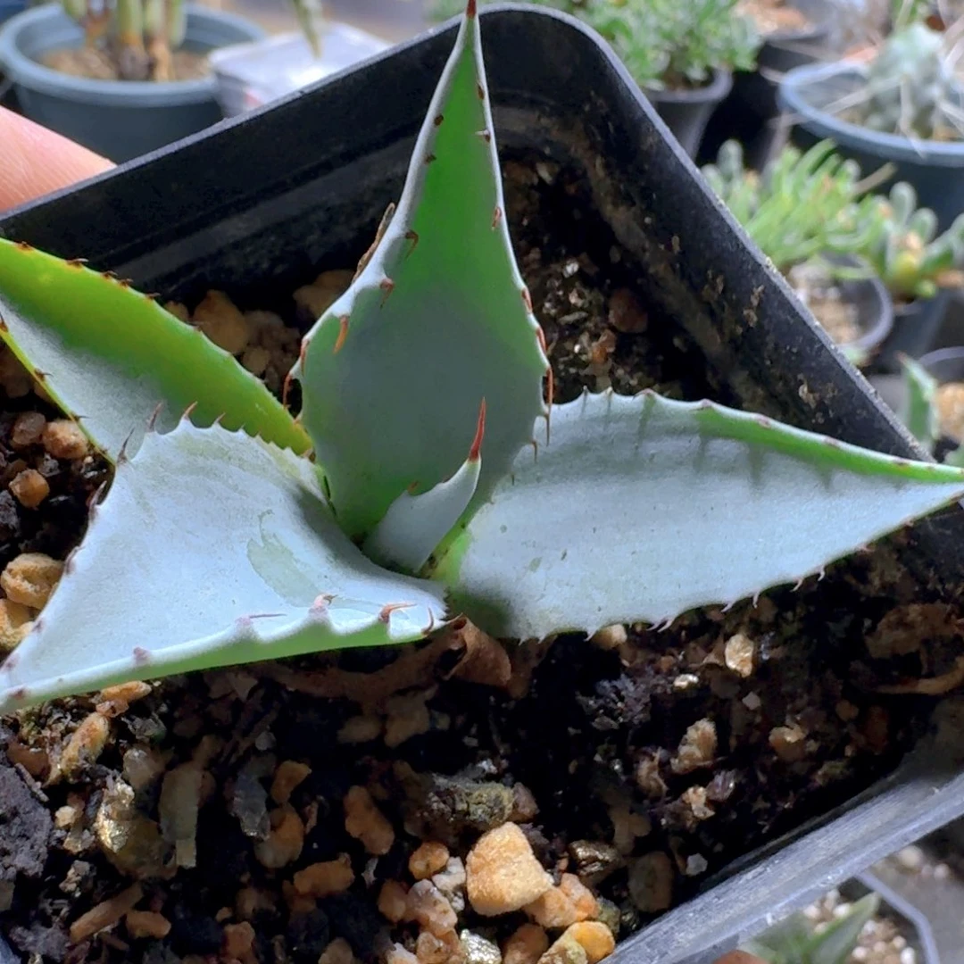 327虚空藏脱土发货