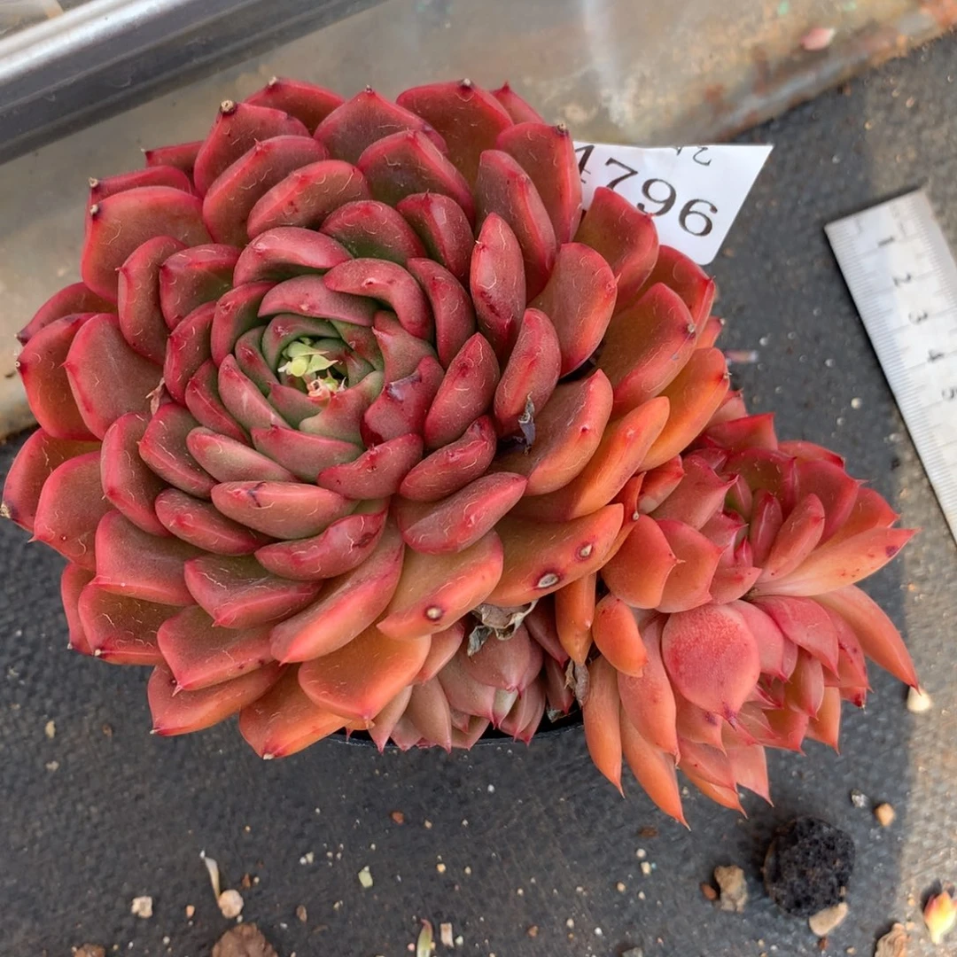 4796杂交多肉植物