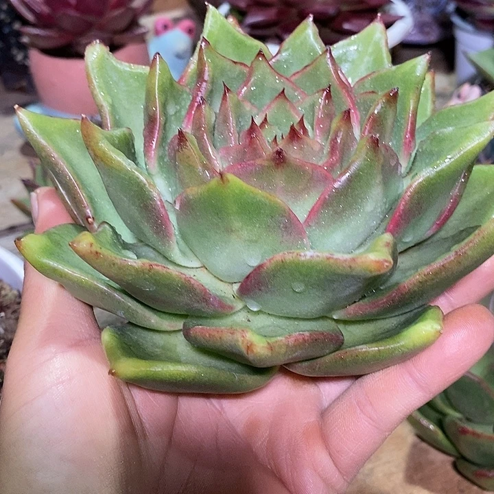 毛***松福利大漏15