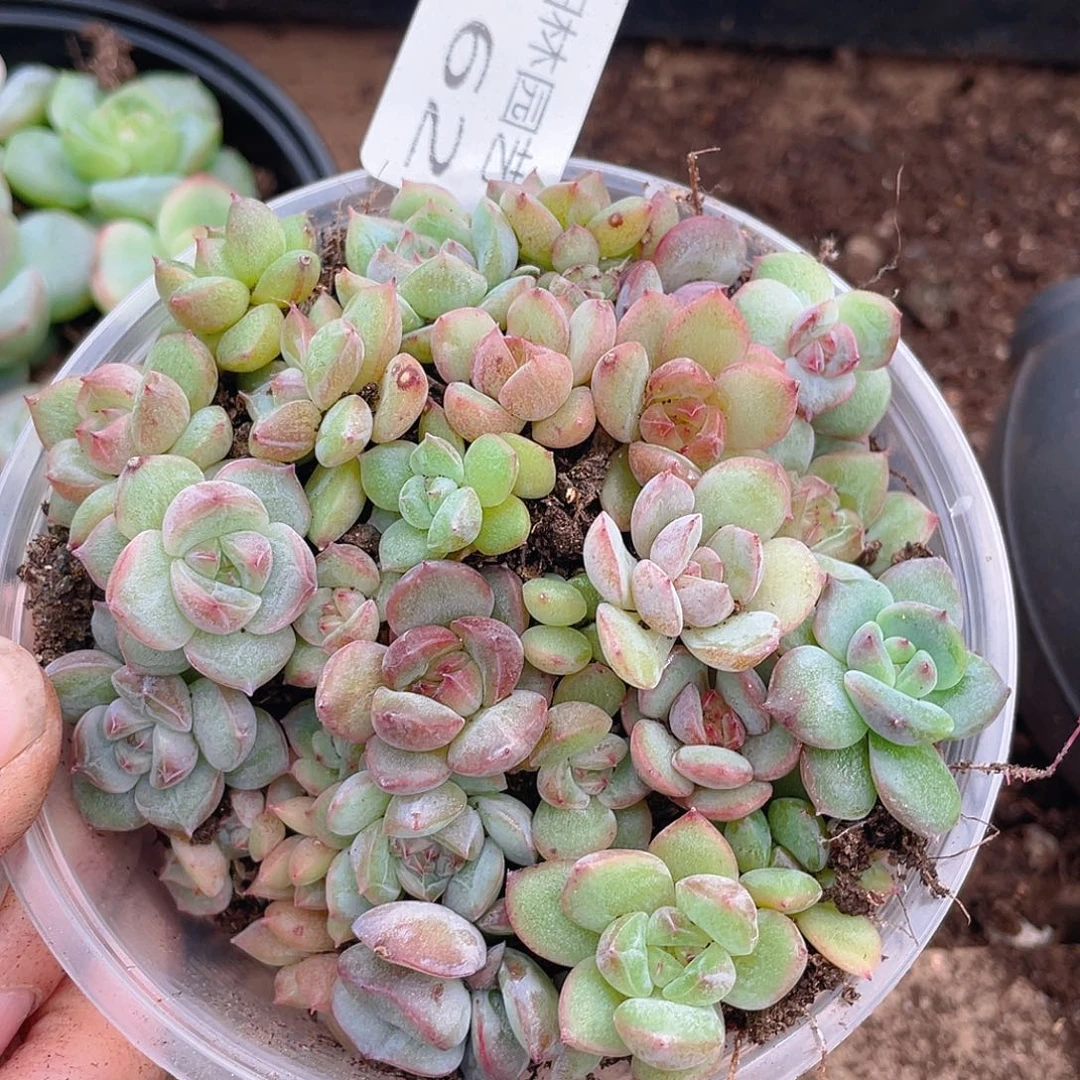 多肉植物多肉植物162