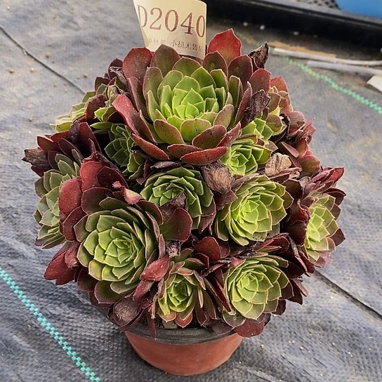 2040红稚莲多肉法师