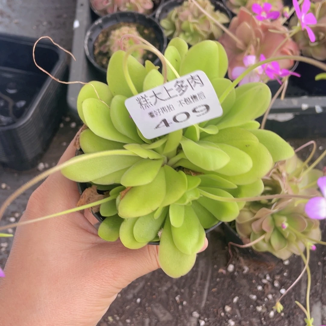 糕大上多肉植物409