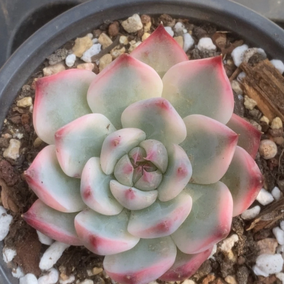 77锦锦锦锦锦锦锦锦