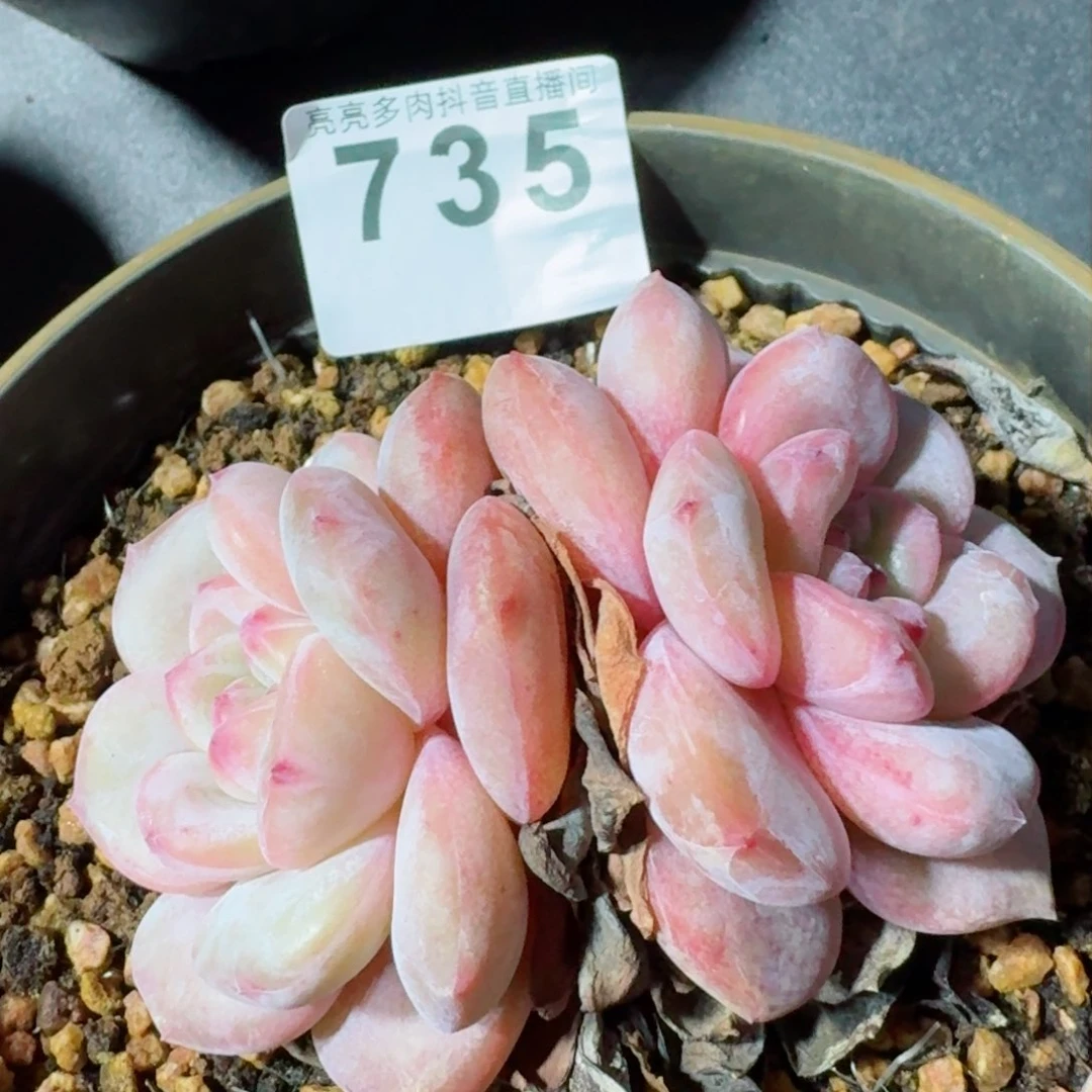 星影石化         精品多肉