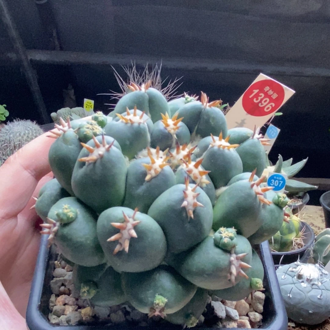 萝卜根短豪刺象牙獠牙10cm