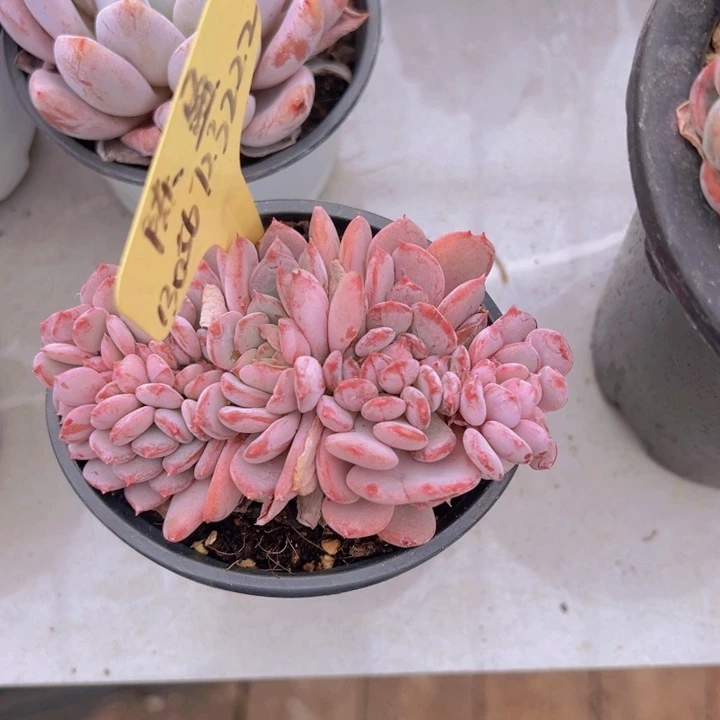 健健康康平平安安