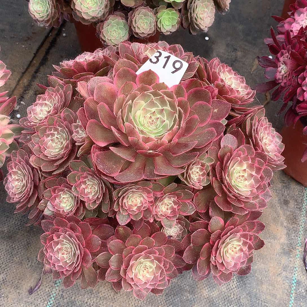 319.粉花妖多肉植物