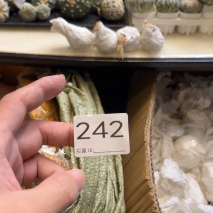 用***5兜星球仙人球242号球