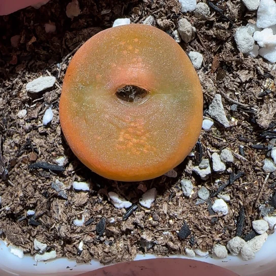 肉锥多肉植物百科-优选水蜜桃母本877