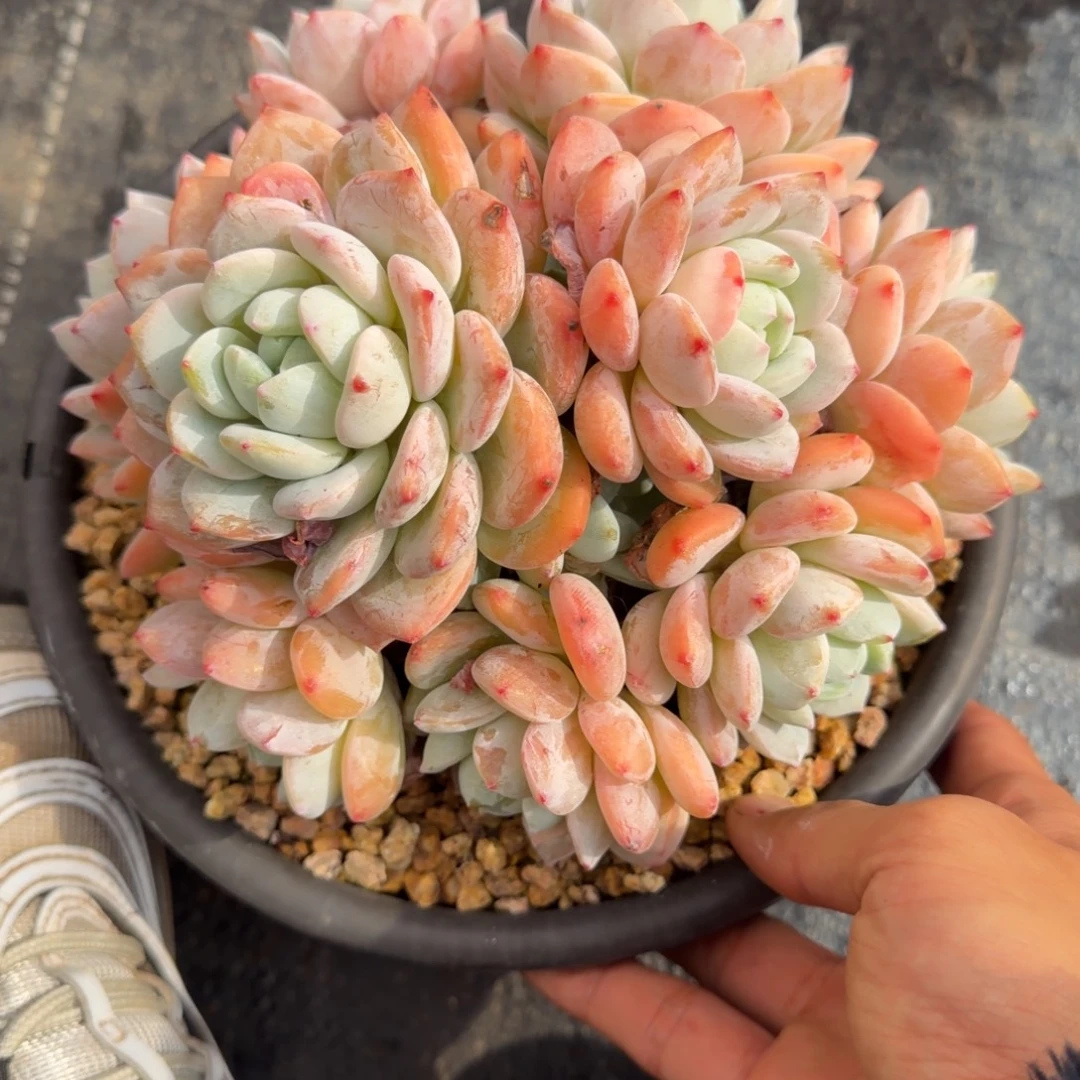 一物一拍精控冷香54