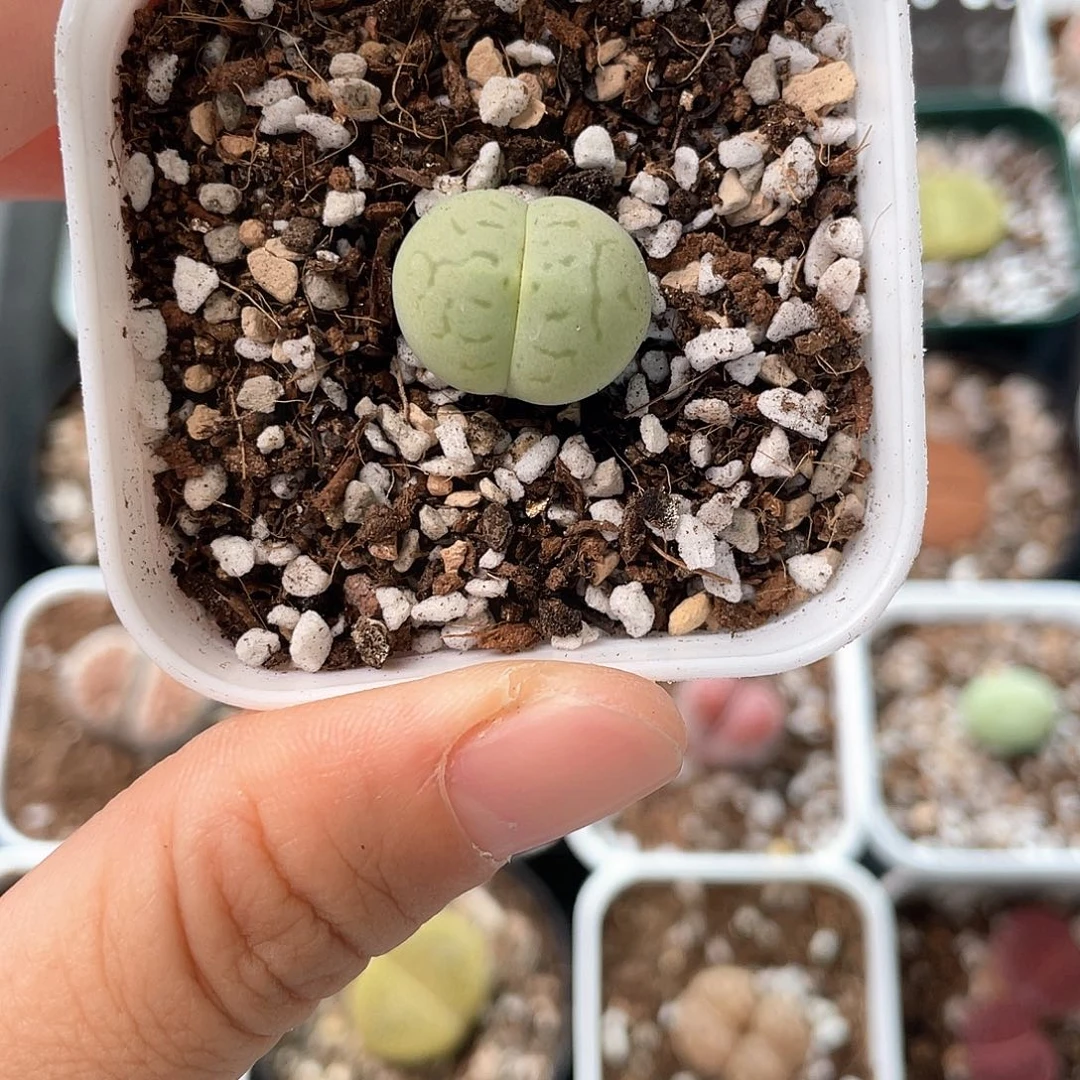 6315生石花 绿大白 尺寸1.7
