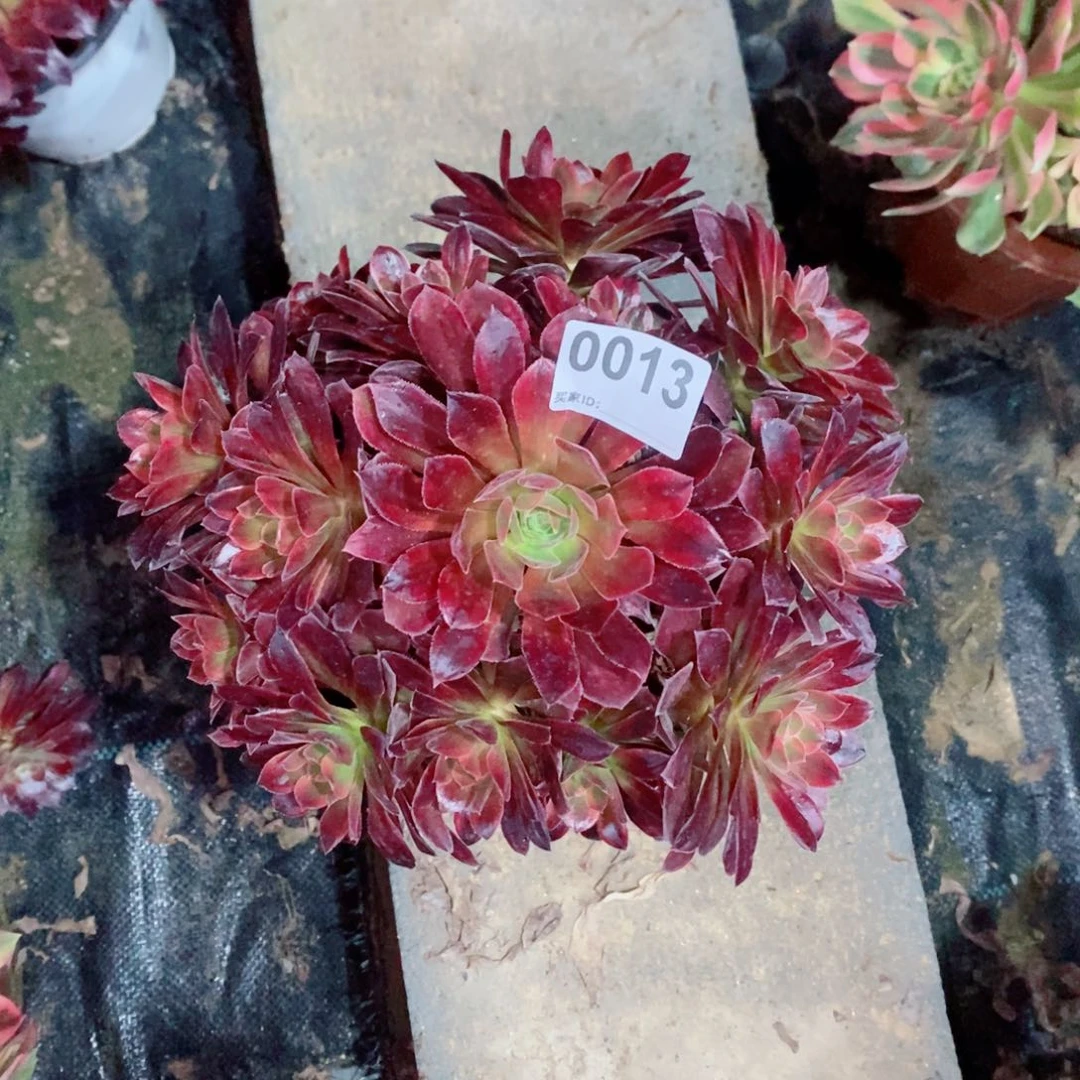 糖果安娜0013多肉1111