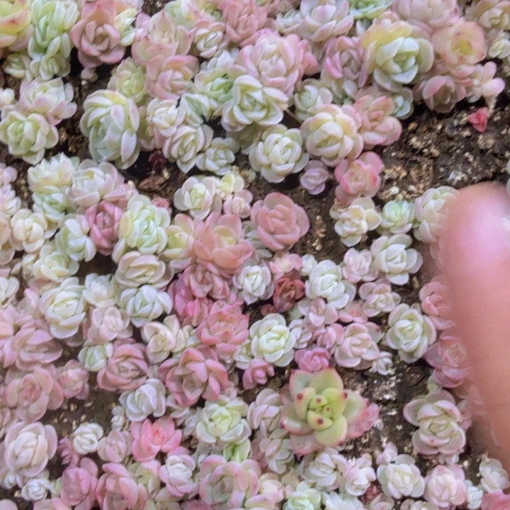 七彩糖心种播苗20颗以上发货