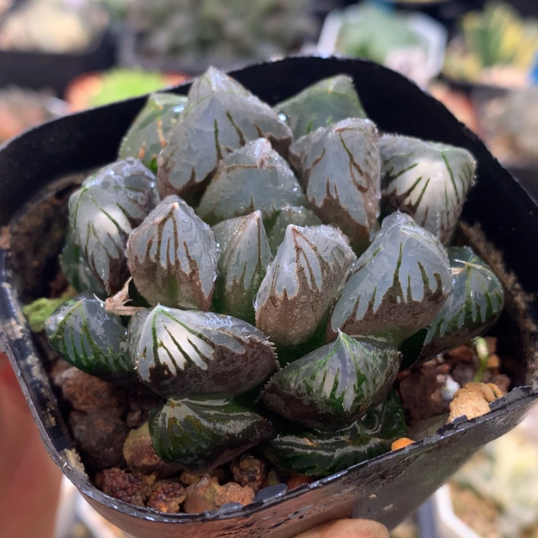 水晶玉露，带盆一起