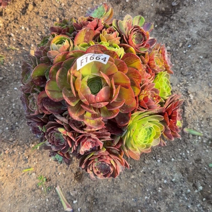 1664花月夜。多肉植物