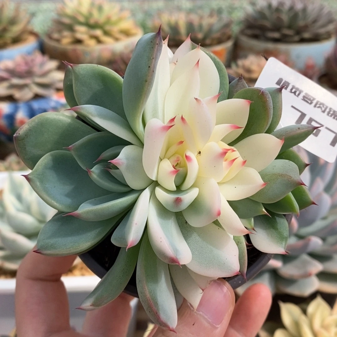 757群生吉娃娃锦肉肉