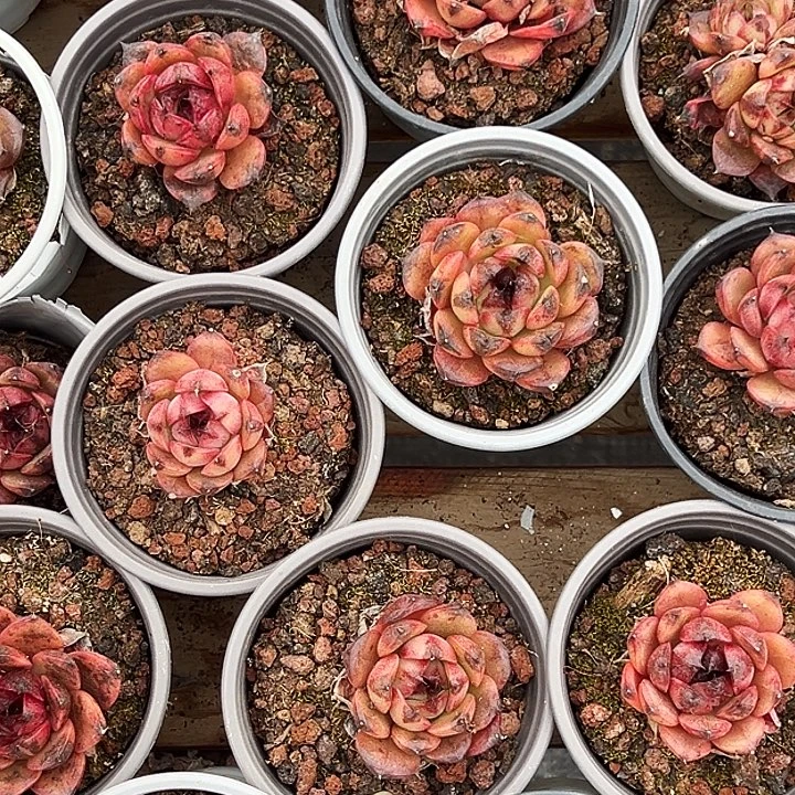 两盆。    山果珍妮。