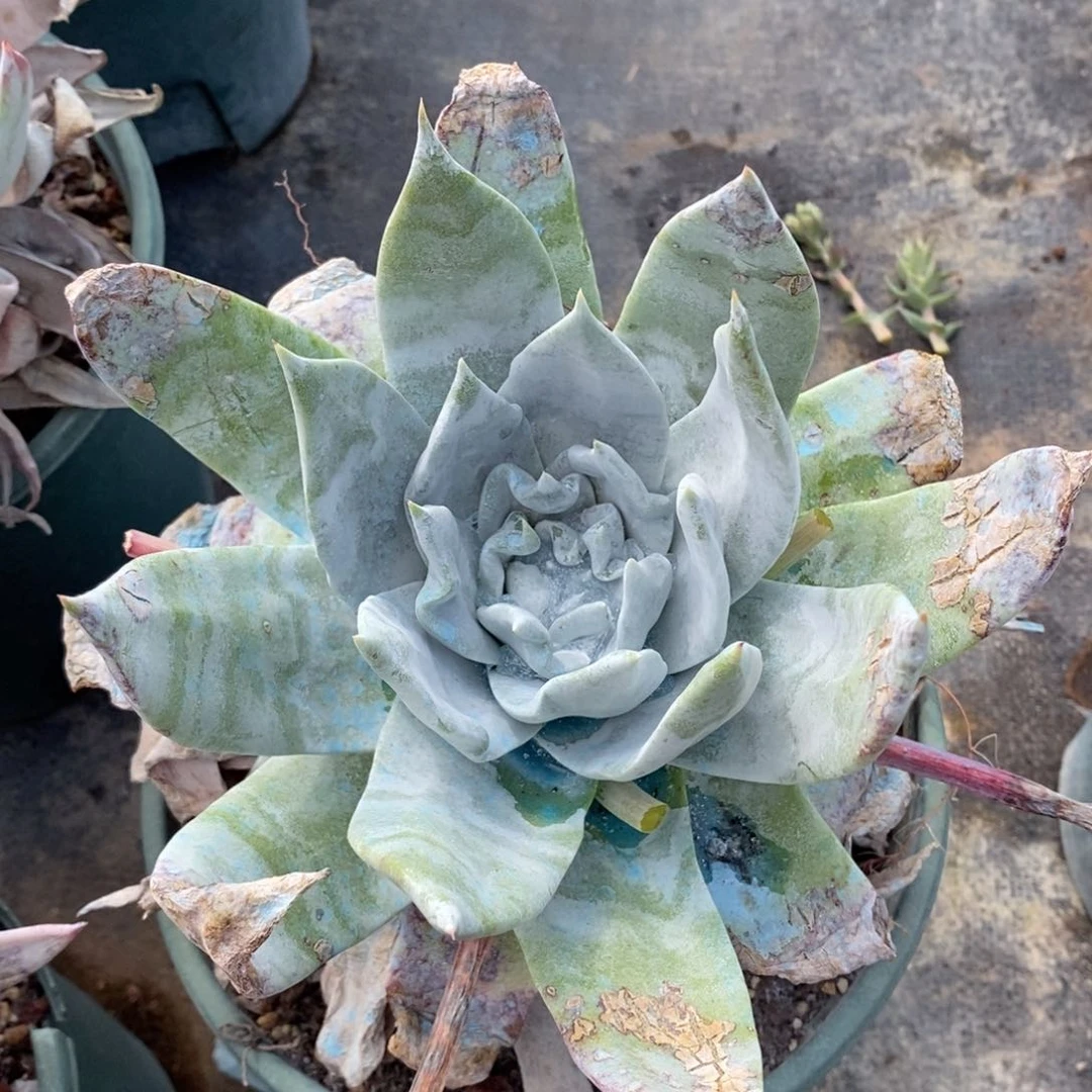 93号普西菲克大花朵