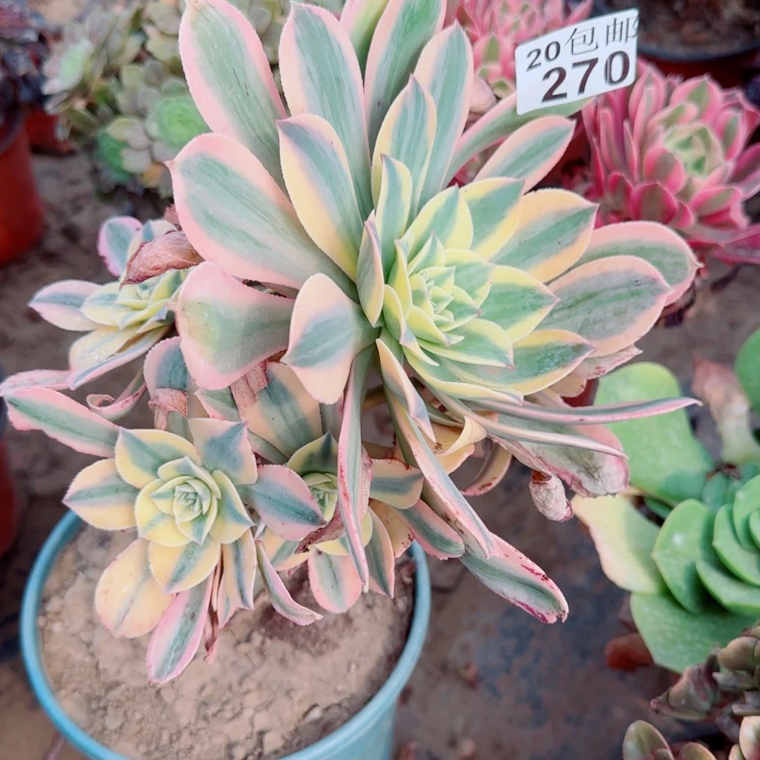 灿烂多肉270满20包邮断枝不包会氧化黑斑