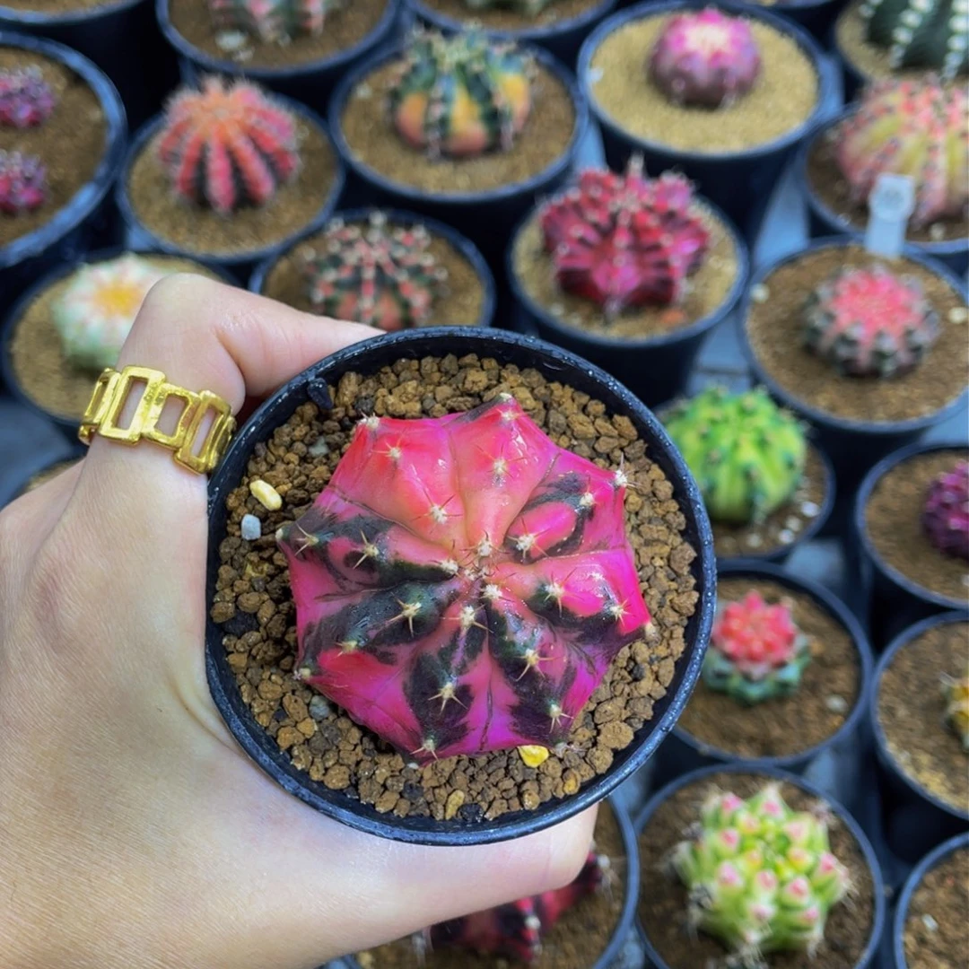 米哈星球0000000000503