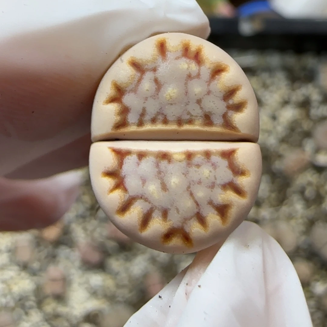 12.19.c24饼干.9018