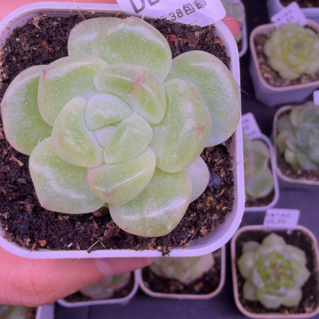 东篱下多肉植物哈哈哈14