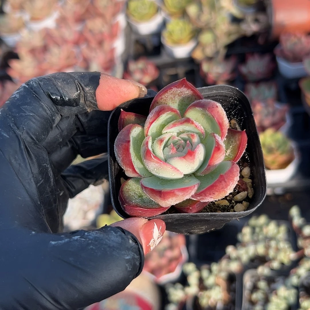 多肉植物多肉植物