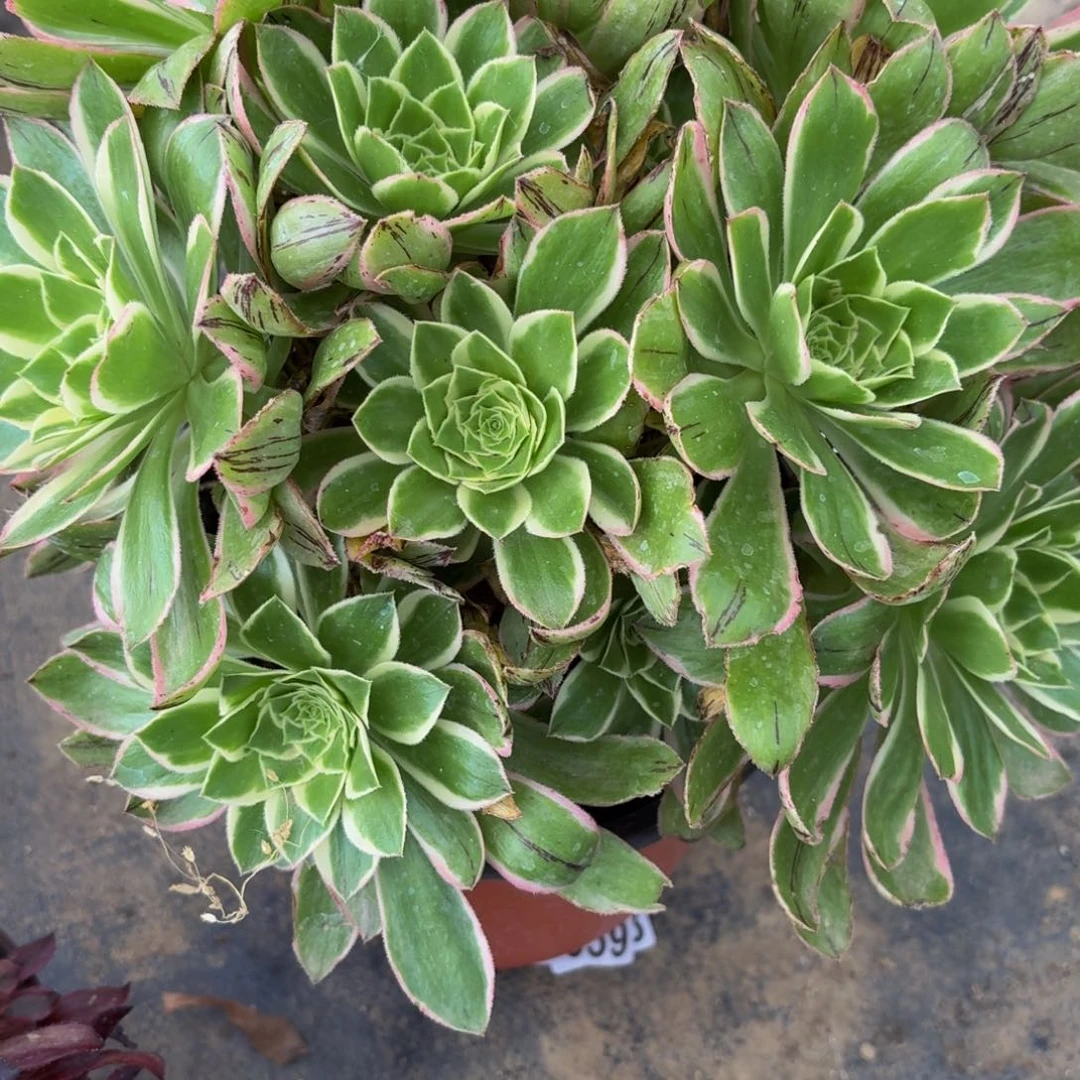 无花朵844多肉植物捧花的