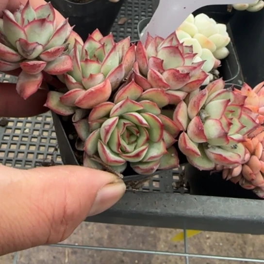 16 一物一拍多肉