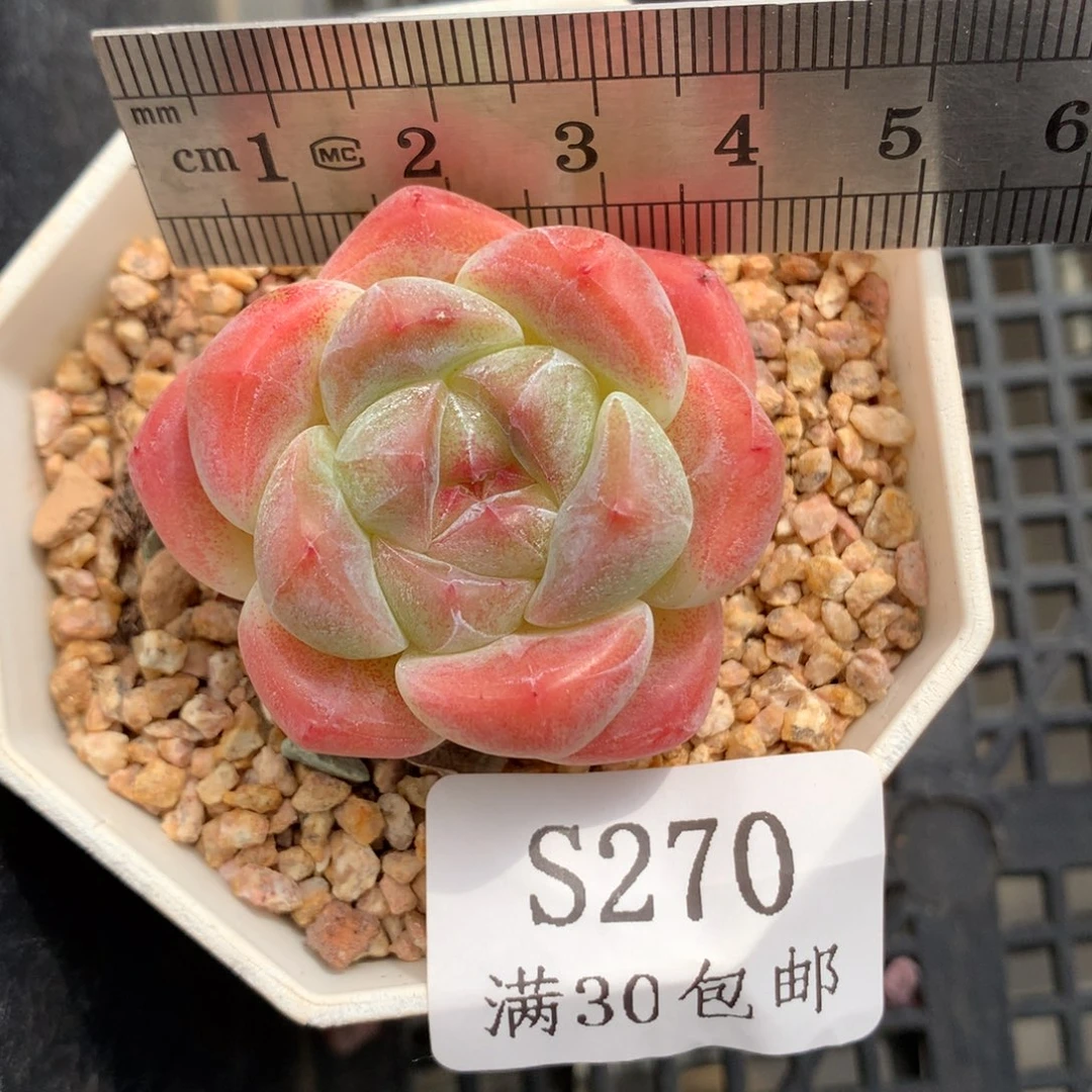 270。冰糕。橙粉体冰玉杂。